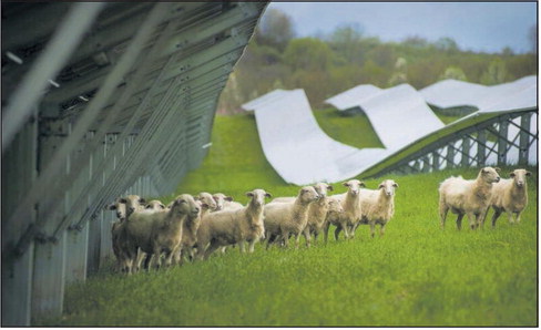 A herd of sheep grazes at Susquehanna University’s solar array during a tour of the college’s Center for Environmental Education and Research in Selinsgrove, Pennsylvania. Justin Engle/The Daily Item